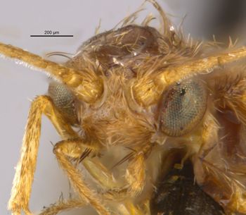 Media type: image;   Entomology 10909 Aspect: head frontal view